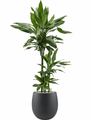 Dracaena Fragrans Janet Lind In Grigio D 21 H 128 cm - PlantenShop24 - 08-05-2025