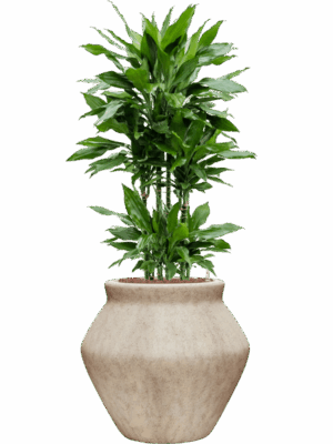 Dracaena Fragrans Janet Lind In Mineral D 25 H 122 cm - PlantenShop24 - 01-05-2025
