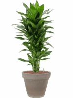 Dracaena Fragrans Janet Lind In Terra Cotta D 18 H 108 cm - PlantenShop24 - 28-05-2025