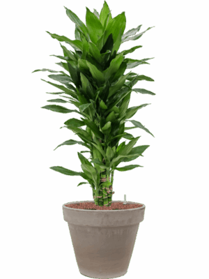 Dracaena Fragrans Janet Lind In Terra Cotta D 18 H 108 cm - PlantenShop24 - 28-05-2025