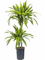 Dracaena Fragrans Lemon Lime D 15 H 85 cm - PlantenShop24 - 01-05-2025