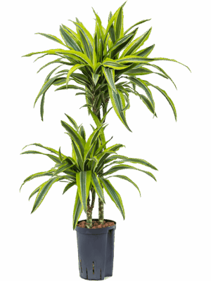 Dracaena Fragrans Lemon Lime D 15 H 85 cm - PlantenShop24 - 01-05-2025