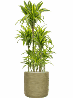 Dracaena Fragrans Lemon Lime In Baq Dune D 24 H 169 cm - PlantenShop24 - 05-05-2025