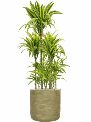 Dracaena Fragrans Lemon Lime In Baq Dune D 24 H 169 cm - PlantenShop24 - 05-05-2025