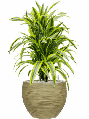 Dracaena Fragrans Lemon Lime In Baq Dune D 24 H 87 cm - PlantenShop24 - 26-05-2025