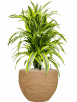 Dracaena Fragrans Lemon Lime In Baq Dune D 24 H 87 cm - PlantenShop24 - 26-05-2025
