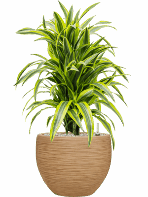 Dracaena Fragrans Lemon Lime In Baq Dune D 24 H 87 cm - PlantenShop24 - 26-05-2025