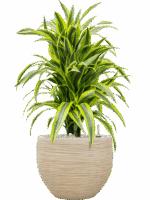 Dracaena Fragrans Lemon Lime In Baq Dune D 24 H 88 cm - PlantenShop24 - 26-05-2025