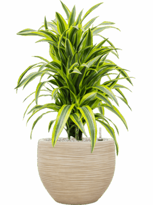 Dracaena Fragrans Lemon Lime In Baq Dune D 24 H 88 cm - PlantenShop24 - 26-05-2025