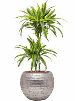 Dracaena Fragrans Lemon Lime In Baq Opus Hammered D 15 H 105 cm - PlantenShop24 - 22-05-2025