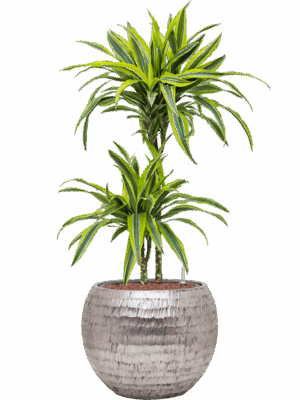 Dracaena Fragrans Lemon Lime In Baq Opus Hammered D 15 H 105 cm - PlantenShop24 - 22-05-2025