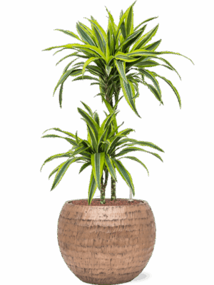 Dracaena Fragrans Lemon Lime In Baq Opus Hammered D 15 H 106 cm - PlantenShop24 - 22-05-2025