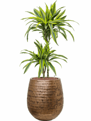 Dracaena Fragrans Lemon Lime In Baq Opus Hammered D 15 H 116 cm - PlantenShop24 - 22-05-2025