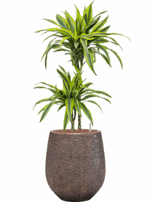 Dracaena Fragrans Lemon Lime In Baq Opus Hit D 15 H 116 cm - PlantenShop24 - 07-05-2025