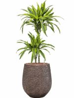 Dracaena Fragrans Lemon Lime In Baq Opus Hit D 15 H 116 cm - PlantenShop24 - 22-05-2025