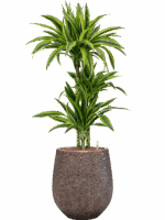 Dracaena Fragrans Lemon Lime In Baq Opus Hit D 15 H 126 cm - PlantenShop24 - 26-05-2025
