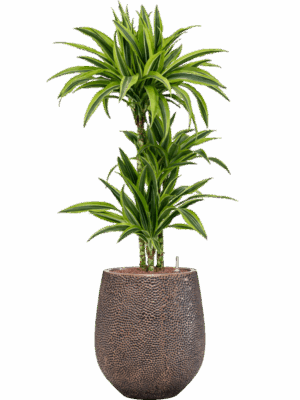 Dracaena Fragrans Lemon Lime In Baq Opus Hit D 15 H 126 cm - PlantenShop24 - 22-05-2025