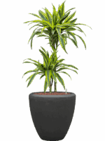 Dracaena Fragrans Lemon Lime In Baq Polystone Plain D 15 H 113 cm - PlantenShop24 - 22-05-2025