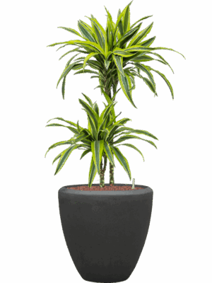 Dracaena Fragrans Lemon Lime In Baq Polystone Plain D 15 H 113 cm - PlantenShop24 - 22-05-2025