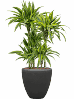 Dracaena Fragrans Lemon Lime In Baq Polystone Plain D 15 H 114 cm - PlantenShop24 - 26-05-2025