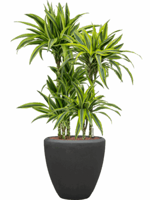 Dracaena Fragrans Lemon Lime In Baq Polystone Plain D 15 H 114 cm - PlantenShop24 - 22-05-2025