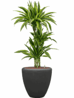 Dracaena Fragrans Lemon Lime In Baq Polystone Plain D 15 H 124 cm - PlantenShop24 - 26-05-2025