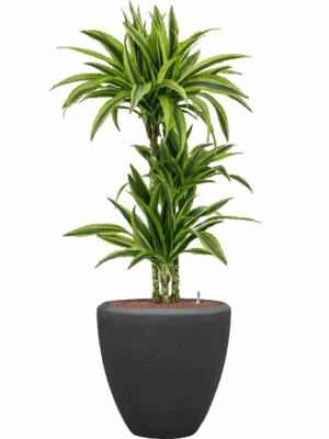 Dracaena Fragrans Lemon Lime In Baq Polystone Plain D 15 H 124 cm - PlantenShop24 - 22-05-2025