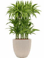 Dracaena Fragrans Lemon Lime In Baq Raindrop D 15 H 126 cm - PlantenShop24 - 26-05-2025