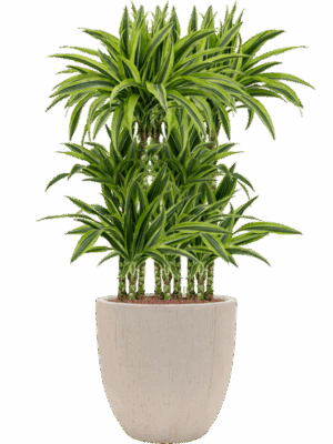 Dracaena Fragrans Lemon Lime In Baq Raindrop D 15 H 126 cm - PlantenShop24 - 22-05-2025