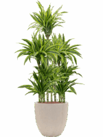 Dracaena Fragrans Lemon Lime In Baq Raindrop D 18 H 163 cm - PlantenShop24 - 26-05-2025