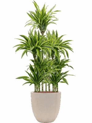 Dracaena Fragrans Lemon Lime In Baq Raindrop D 18 H 163 cm - PlantenShop24 - 22-05-2025