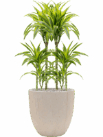 Dracaena Fragrans Lemon Lime In Baq Raindrop D 21 H 116 cm - PlantenShop24 - 14-05-2025