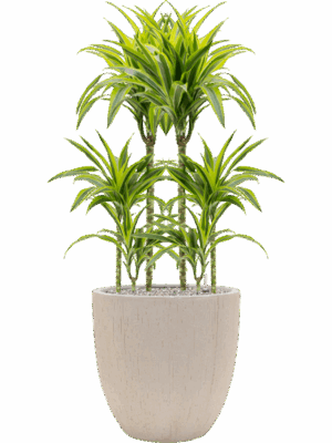 Dracaena Fragrans Lemon Lime In Baq Raindrop D 21 H 116 cm - PlantenShop24 - 14-05-2025