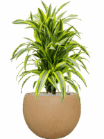 Dracaena Fragrans Lemon Lime In Baq Raindrop D 24 H 88 cm - PlantenShop24 - 26-05-2025