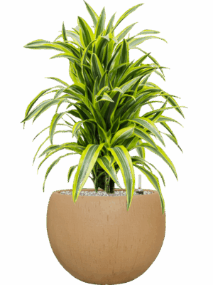 Dracaena Fragrans Lemon Lime In Baq Raindrop D 24 H 88 cm - PlantenShop24 - 26-05-2025