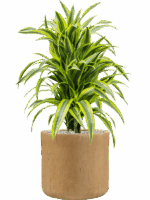 Dracaena Fragrans Lemon Lime In Baq Raindrop D 24 H 91 cm - PlantenShop24 - 07-05-2025