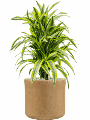 Dracaena Fragrans Lemon Lime In Baq Raindrop D 24 H 91 cm - PlantenShop24 - 07-05-2025