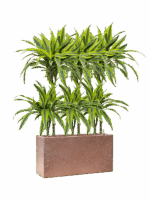 Dracaena Fragrans Lemon Lime In Baq Terrazzo D 15 H 104 cm - PlantenShop24 - 22-05-2025