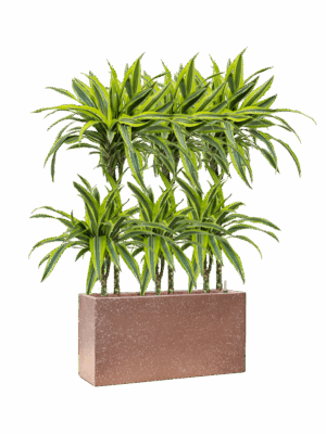 Dracaena Fragrans Lemon Lime In Baq Terrazzo D 15 H 104 cm - PlantenShop24 - 22-05-2025