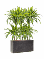 Dracaena Fragrans Lemon Lime In Baq Terrazzo D 15 H 104 cm - PlantenShop24 - 22-05-2025