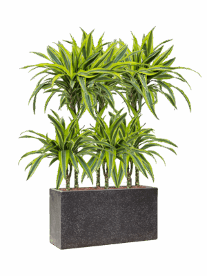 Dracaena Fragrans Lemon Lime In Baq Terrazzo D 15 H 104 cm - PlantenShop24 - 22-05-2025