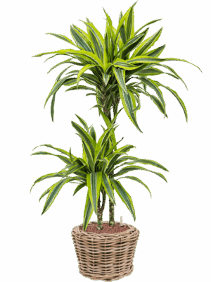 Dracaena Fragrans Lemon Lime In Drypot Rattan D 15 H 92 cm - PlantenShop24 - 26-05-2025