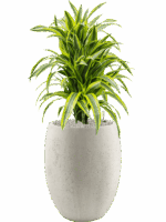 Dracaena Fragrans Lemon Lime In Grigio D 24 H 107 cm - PlantenShop24 - 07-05-2025