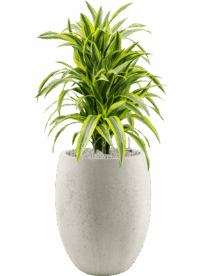 Dracaena Fragrans Lemon Lime In Grigio D 24 H 107 cm - PlantenShop24 - 07-05-2025
