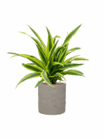 Dracaena Fragrans Lemon Lime In Rough D 15 H 56 cm - PlantenShop24 - 19-05-2025