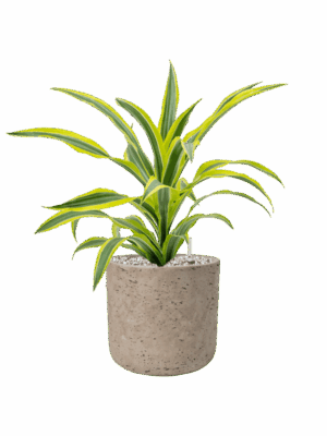 Dracaena Fragrans Lemon Lime In Rough D 17 H 46 cm - PlantenShop24 - 12-05-2025