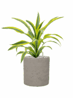 Dracaena Fragrans Lemon Lime In Rough D 17 H 48 cm - PlantenShop24 - 19-05-2025