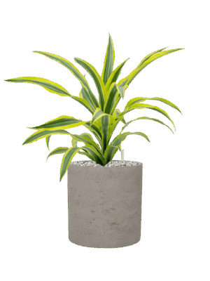 Dracaena Fragrans Lemon Lime In Rough D 17 H 48 cm - PlantenShop24 - 19-05-2025