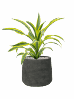 Dracaena Fragrans Lemon Lime In Rough D 17 H 48 cm - PlantenShop24 - 26-05-2025