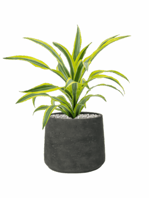 Dracaena Fragrans Lemon Lime In Rough D 17 H 48 cm - PlantenShop24 - 26-05-2025